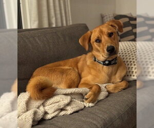 Mountain Cur-Unknown Mix Dogs for adoption in Boston, MA, USA