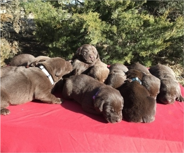 Medium Photo #7 Labrador Retriever Puppy For Sale in CORNING, KS, USA