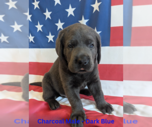 Labrador Retriever Puppy for sale in PALMYRA, VA, USA