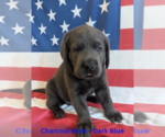 Image preview for Ad Listing. Nickname: Blue