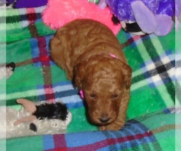 Medium Photo #7 Poodle (Standard) Puppy For Sale in CLATSKANIE, OR, USA