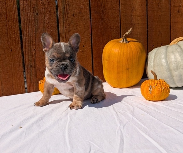 Medium Photo #29 French Bulldog Puppy For Sale in GOSHEN, IN, USA