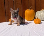 Small Photo #29 French Bulldog Puppy For Sale in GOSHEN, IN, USA