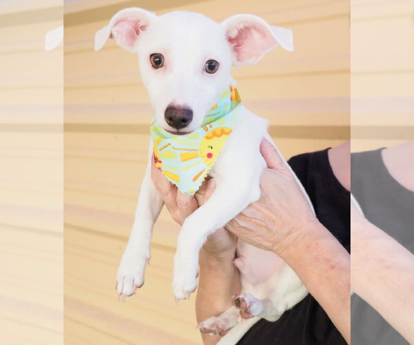 Medium Photo #7 Chihuahua-Unknown Mix Puppy For Sale in Phoenix, AZ, USA