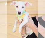 Small #6 Chihuahua Mix