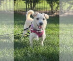 Mae Mae - Female Mutt Dog for Adoption - Small photo