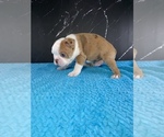 Small #9 Boston Terrier