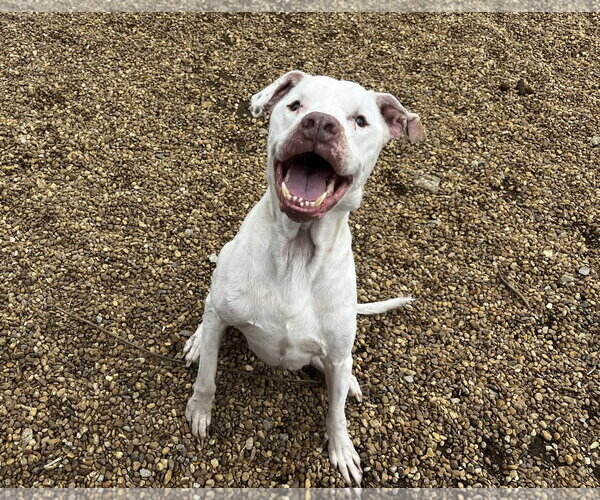 Medium Photo #3 American Bulldog-Unknown Mix Puppy For Sale in Anniston, AL, USA