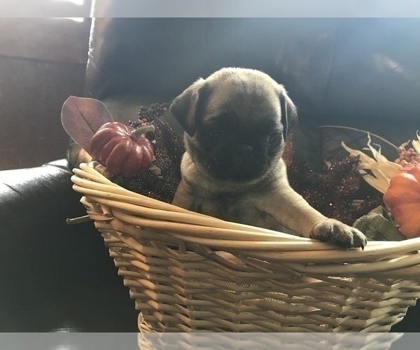Medium Photo #3 Pug Puppy For Sale in DAYTON, VA, USA