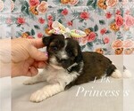 Image preview for Ad Listing. Nickname: Tiny Princess