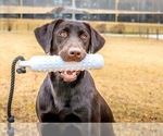 Small #5 Labrador Retriever