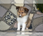 Small Photo #8 Shetland Sheepdog Puppy For Sale in GREENWOOD, WI, USA