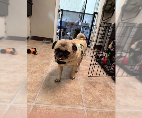 Medium Photo #5 Pug Puppy For Sale in Indianapolis, IN, USA