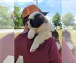 Small #1 Saint Bernard