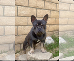 Small Photo #1 French Bulldog Puppy For Sale in HIGHLAND, CA, USA