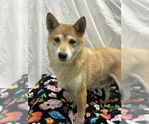 Shiba Inu Dogs for adoption in Mukwonago, WI, USA