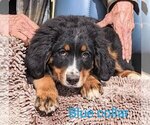 Puppy Puppy 10 Bernese Mountain Dog