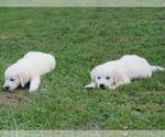 Small Photo #3 English Cream Golden Retriever Puppy For Sale in MILLVILLE, MA, USA