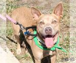 Small Photo #6 Carolina Dog-Unknown Mix Puppy For Sale in Washington, DC, USA