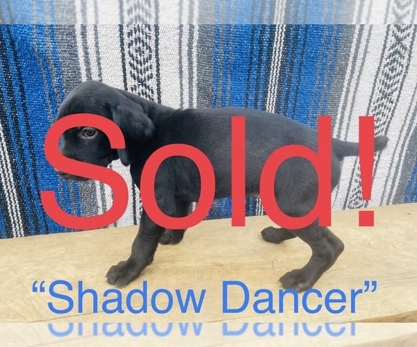 Medium Photo #15 German Shorthaired Pointer Puppy For Sale in GRAND ISLAND, NE, USA
