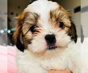 Zuchon Puppy for Sale in IRVING, Texas USA