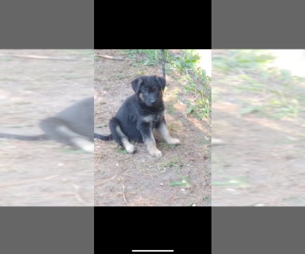 Medium Photo #11 German Shepherd Dog Puppy For Sale in AMBERG, WI, USA