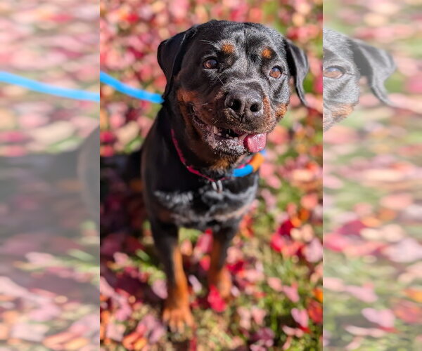 Medium Photo #5 Rottweiler Puppy For Sale in Hillsboro, NH, USA