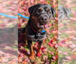 Small Photo #5 Rottweiler Puppy For Sale in Hillsboro, NH, USA