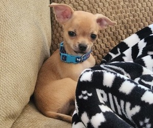 Chihuahua Puppy for sale in HOLLAND, OH, USA
