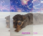 Small #5 Australian Shepherd-Poodle (Toy) Mix