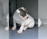 Puppy Puppy 2 American Bulldog