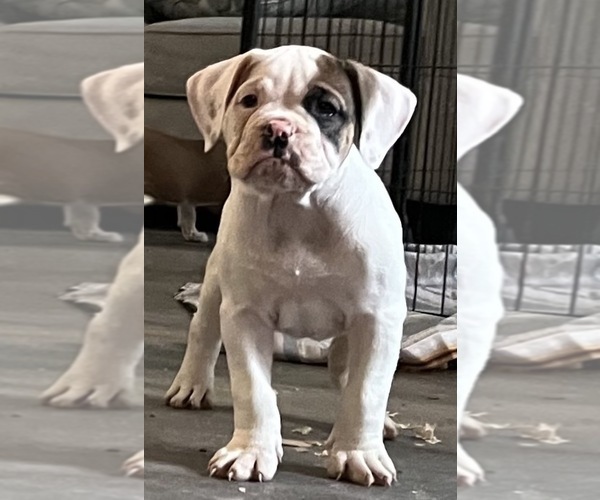 Medium Photo #1 American Bulldog Puppy For Sale in ALVIN, TX, USA