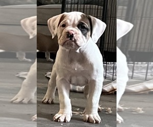 American Bulldog Puppy for sale in ALVIN, TX, USA