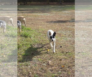 Sasha - Female Mutt Dog for Adoption - Photo #2