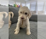 Small Photo #32 Goldendoodle Puppy For Sale in BATON ROUGE, LA, USA