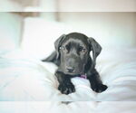Small #12 Labrador Retriever-Retriever  Mix