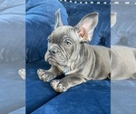 Small Photo #100 French Bulldog Puppy For Sale in DALLAS, TX, USA