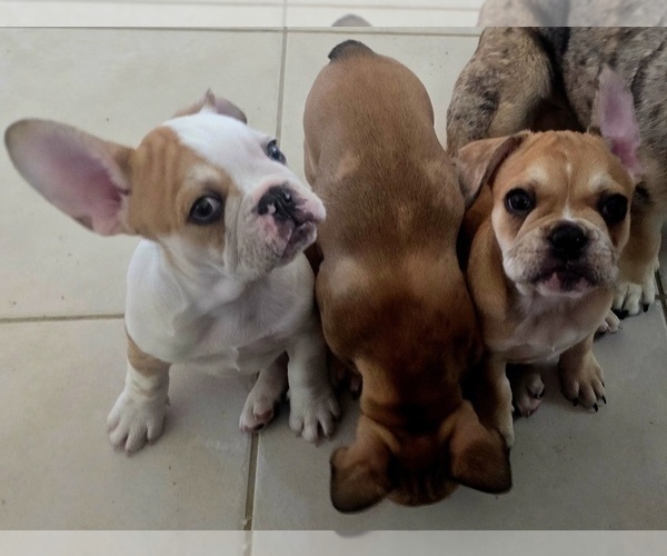 Medium Photo #13 French Bulldog Puppy For Sale in CHINO HILLS, CA, USA