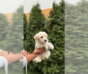 Maltipoo (Toy) Puppy for sale in PORTLAND, OR, USA