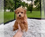 Small Photo #5 Havanese-Poodle (Toy) Mix Puppy For Sale in HOUSTON, TX, USA