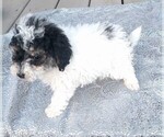 Small Photo #9 Poodle (Miniature) Puppy For Sale in DUNNVILLE, KY, USA