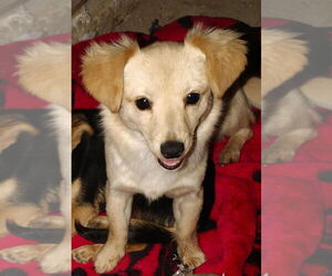 Mutt Dogs for adoption in San Diego, CA, USA