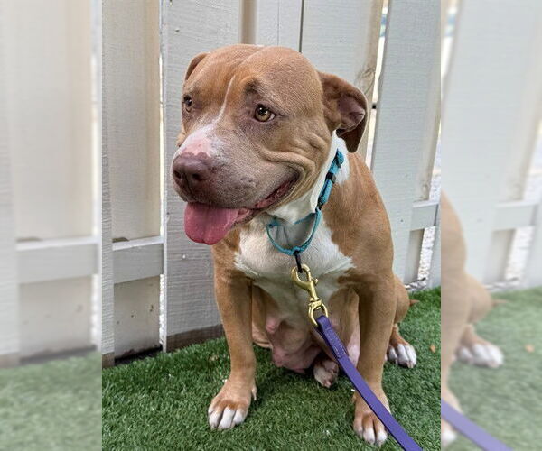 Medium Photo #1 Mutt Puppy For Sale in Naples, FL, USA