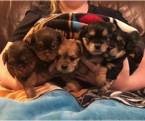 Shorkie Tzu Puppy for sale in SCOTTSDALE, AZ, USA