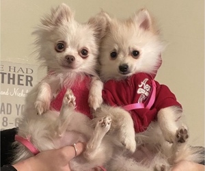 Father of the Pomeranian puppies born on 01/18/2022