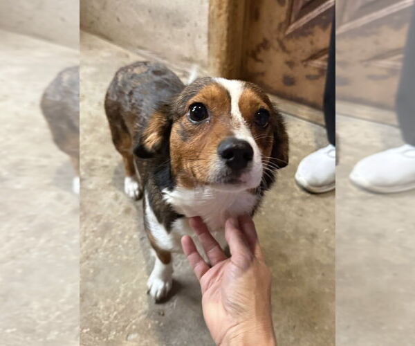 Medium Photo #3 Beagi Puppy For Sale in Pottstown, PA, USA