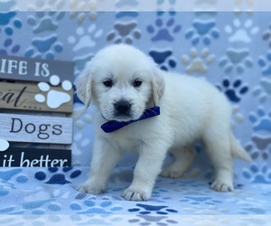 English Cream Golden Retriever Puppy for sale in LANCASTER, PA, USA