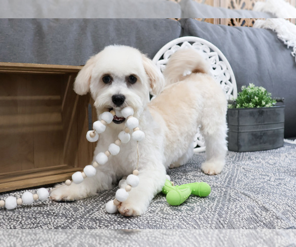 Medium Photo #2 Havanese Puppy For Sale in SYRACUSE, IN, USA