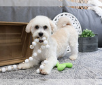 Small Photo #2 Havanese Puppy For Sale in SYRACUSE, IN, USA