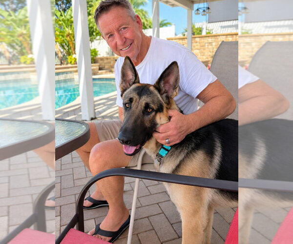 Medium Photo #3 German Shepherd Dog Puppy For Sale in Lake Forest, CA, USA